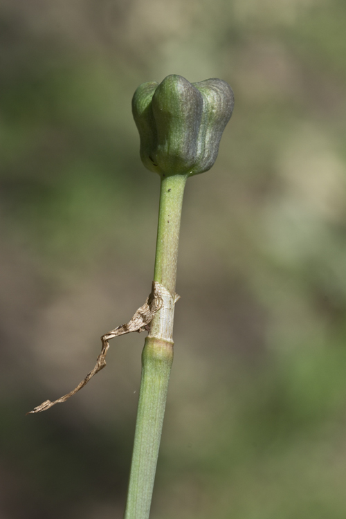 Image of prairie lily