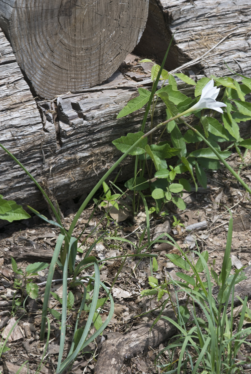 Image of prairie lily