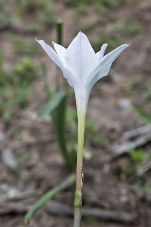 Image of prairie lily