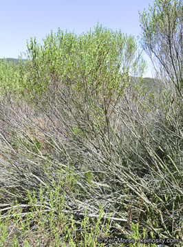 Imagem de Baccharis pilularis subsp. consanguinea (DC.) C. B. Wolf