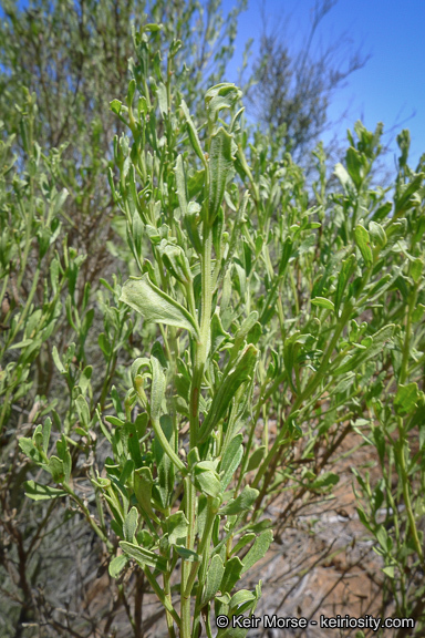 Imagem de Baccharis pilularis subsp. consanguinea (DC.) C. B. Wolf