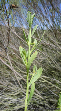 Imagem de Baccharis pilularis subsp. consanguinea (DC.) C. B. Wolf