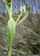 Imagem de Baccharis pilularis subsp. consanguinea (DC.) C. B. Wolf