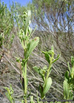 Image of Baccharis pilularis subsp. consanguinea (DC.) C. B. Wolf