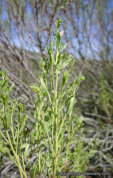 Imagem de Baccharis pilularis subsp. consanguinea (DC.) C. B. Wolf