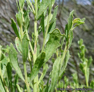 Image of Baccharis pilularis subsp. consanguinea (DC.) C. B. Wolf