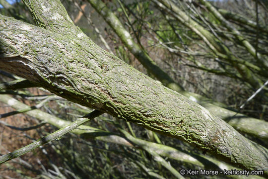 Imagem de Baccharis pilularis subsp. consanguinea (DC.) C. B. Wolf