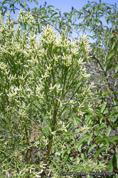 Image of Baccharis pilularis subsp. consanguinea (DC.) C. B. Wolf