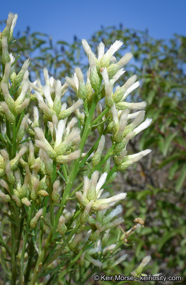 Image of Baccharis pilularis subsp. consanguinea (DC.) C. B. Wolf