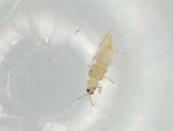 Image of Scolothrips