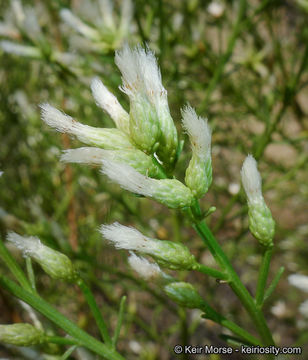 Imagem de Baccharis pilularis subsp. consanguinea (DC.) C. B. Wolf