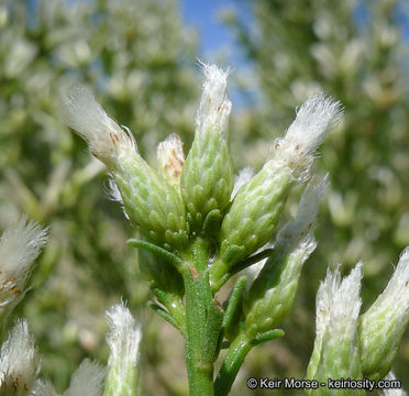 Imagem de Baccharis pilularis subsp. consanguinea (DC.) C. B. Wolf