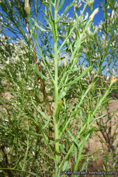 Imagem de Baccharis pilularis subsp. consanguinea (DC.) C. B. Wolf