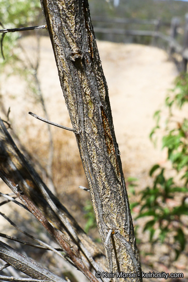 Imagem de Baccharis pilularis subsp. consanguinea (DC.) C. B. Wolf