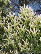 Image of Baccharis pilularis subsp. consanguinea (DC.) C. B. Wolf