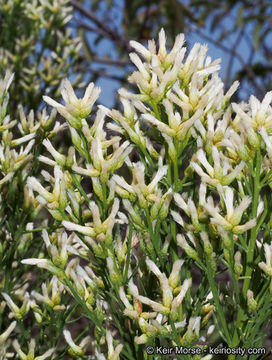 Imagem de Baccharis pilularis subsp. consanguinea (DC.) C. B. Wolf