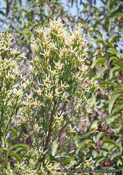 Image of Baccharis pilularis subsp. consanguinea (DC.) C. B. Wolf