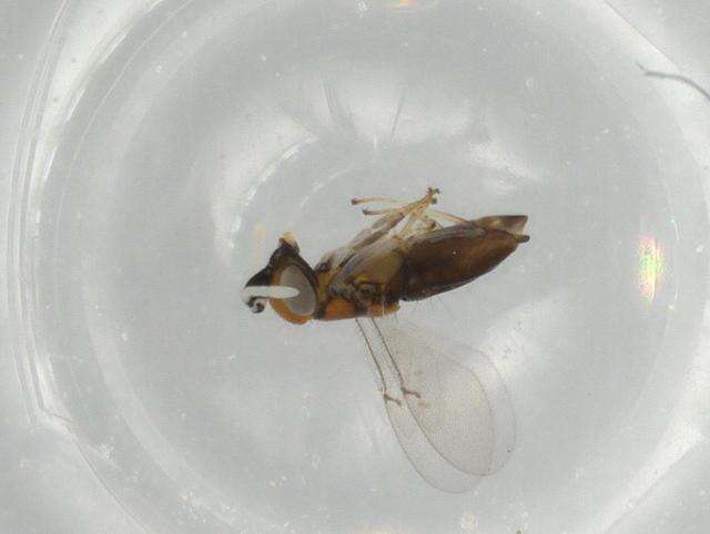 صورة Tetracneminae