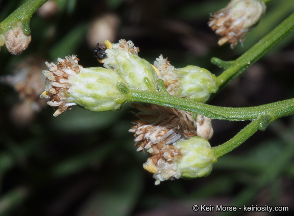 Image of Baccharis pilularis subsp. consanguinea (DC.) C. B. Wolf