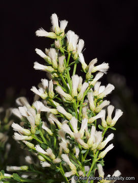 Imagem de Baccharis pilularis subsp. consanguinea (DC.) C. B. Wolf