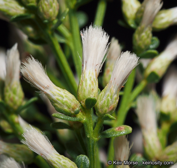 Image of Baccharis pilularis subsp. consanguinea (DC.) C. B. Wolf