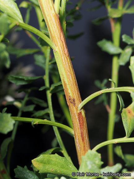 Imagem de Baccharis pilularis subsp. consanguinea (DC.) C. B. Wolf