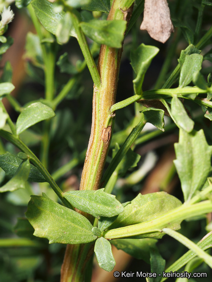 Image of Baccharis pilularis subsp. consanguinea (DC.) C. B. Wolf