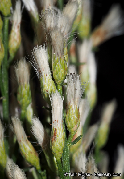 Image of Baccharis pilularis subsp. consanguinea (DC.) C. B. Wolf