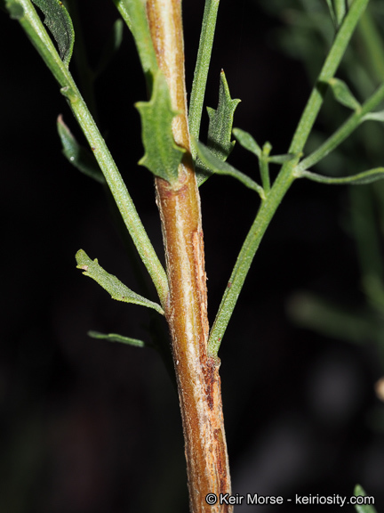 Image of Baccharis pilularis subsp. consanguinea (DC.) C. B. Wolf