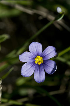 Sisyrinchium pruinosum E. P. Bicknell的圖片