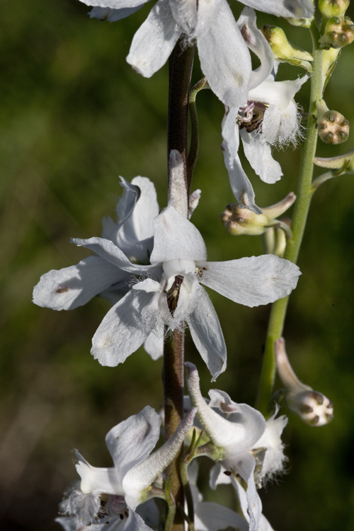 Delphinium carolinianum subsp. virescens (Nutt.) R. E. Brooks的圖片