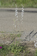 Delphinium carolinianum subsp. virescens (Nutt.) R. E. Brooks的圖片