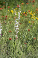 Delphinium carolinianum subsp. virescens (Nutt.) R. E. Brooks的圖片