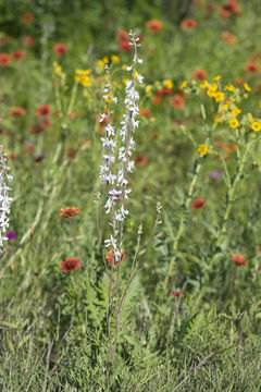 Image of Carolina larkspur