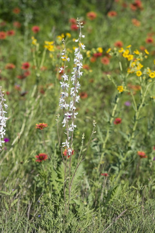 Delphinium carolinianum subsp. virescens (Nutt.) R. E. Brooks的圖片