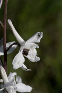 Delphinium carolinianum subsp. virescens (Nutt.) R. E. Brooks的圖片