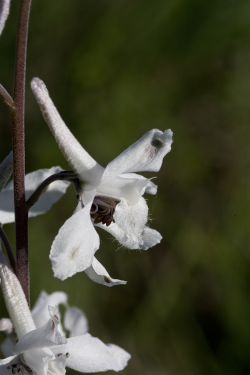 Plancia ëd Delphinium carolinianum subsp. virescens (Nutt.) R. E. Brooks