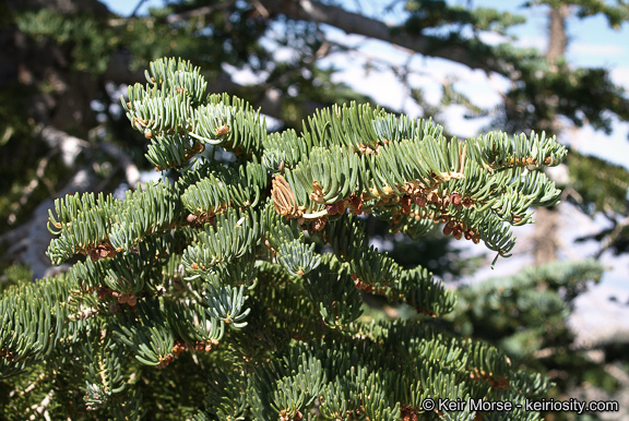 Image of white fir