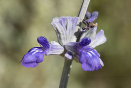 Image of mealycup sage