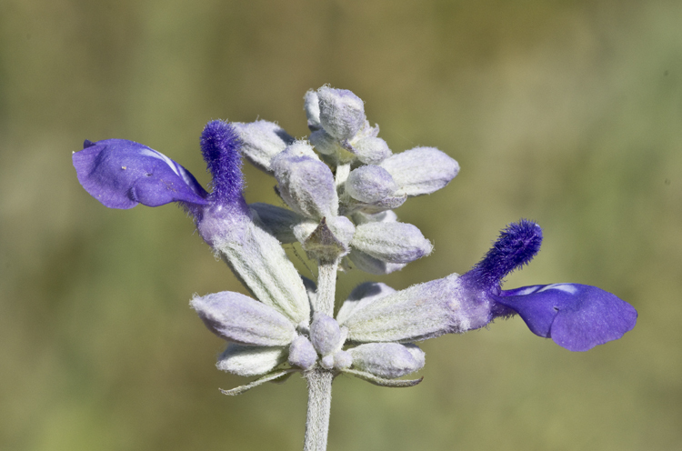 Image of mealycup sage