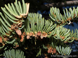 Image of white fir