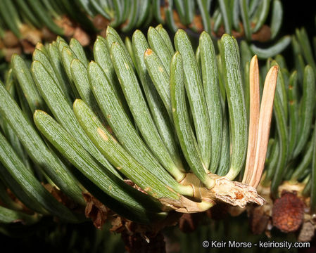 Image of white fir