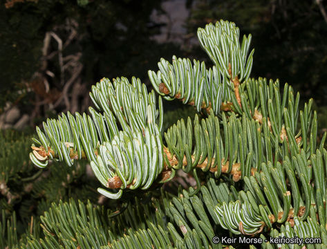 Image of white fir