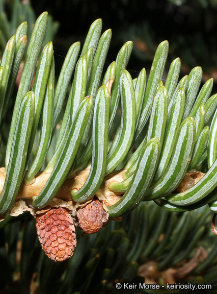 Image of white fir