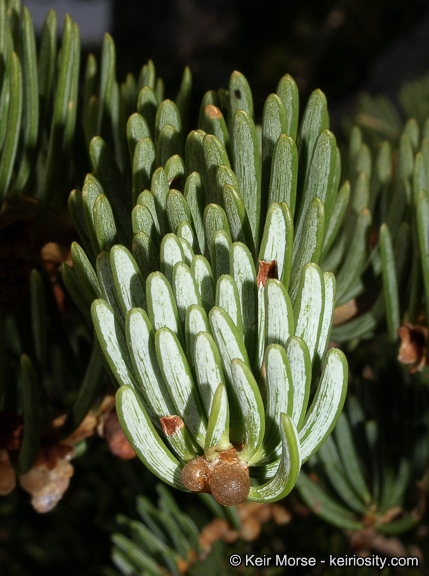 Image of white fir