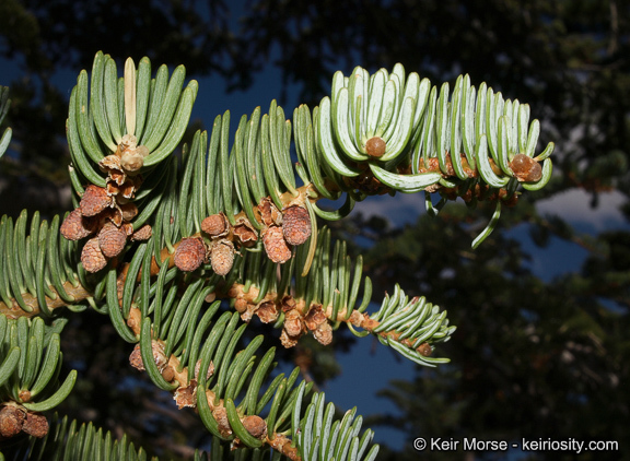 Image of white fir