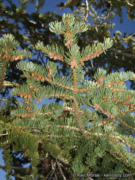 Image of white fir