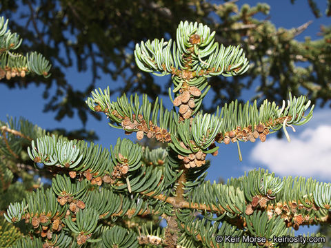 Image of white fir