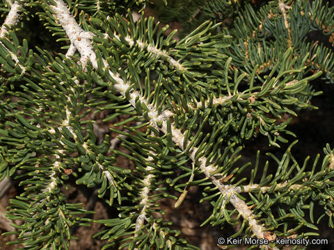 Image of white fir