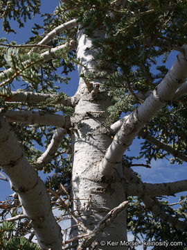 Image of white fir